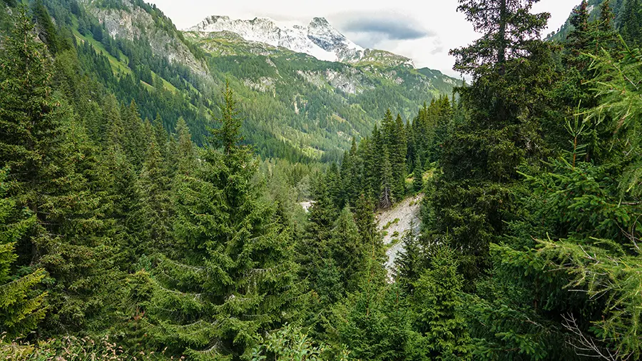 wanderung-durchs-riedingtal-lungau